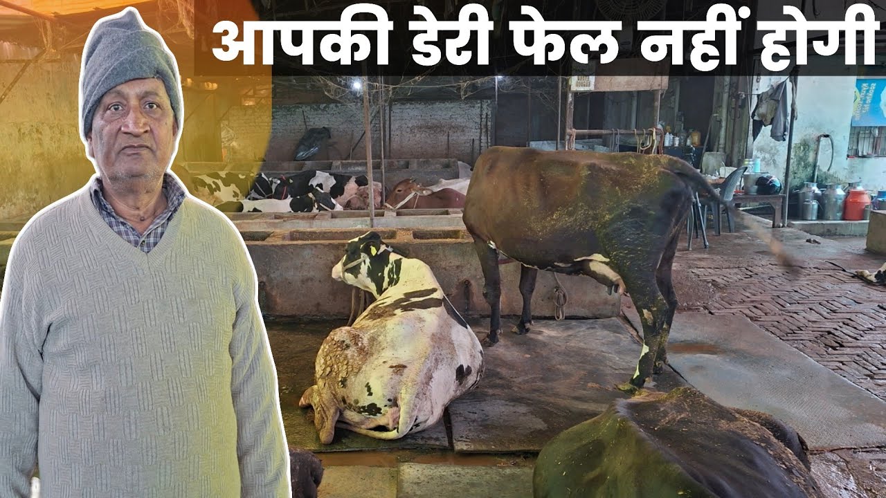 डेरी फार्म करना चाहते हैं तो यह वीडियो जरूर देखें | क्यों डेरिया होती है बंद || #dairybusiness