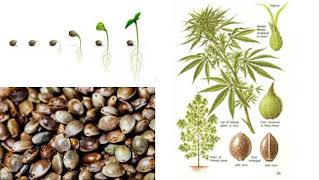 Cannabis Anatomy Week 1
