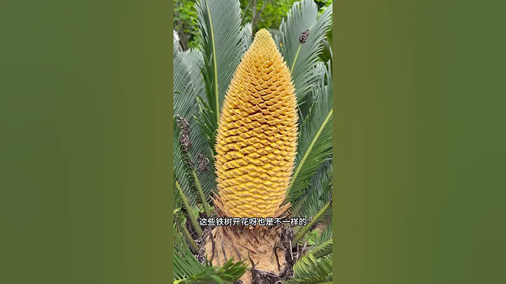 鐵樹開花真的千年難逢？蘇鐵開花 - 天天要聞