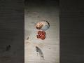 Four red millipedes made a circle near the large beetle larva #shorts