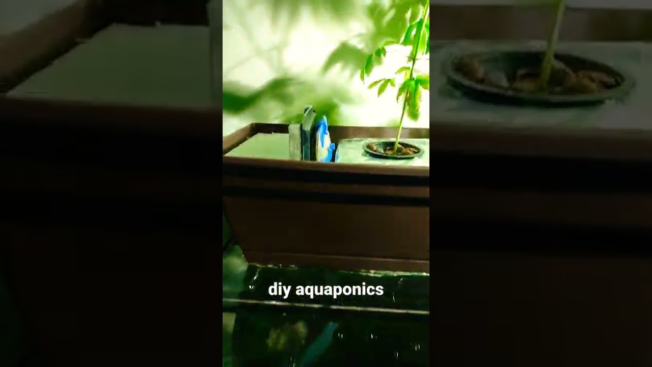 Male and Female cannabis grown using Aquaponic 
