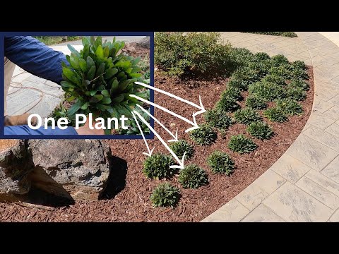 Video: Ajuga Plantenvermeerdering: leer meer over de vermeerdering van Ajuga