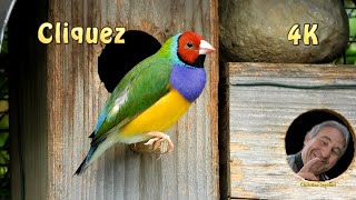 Images de mes diamant de gould - Images of my gould diamonds (4K)