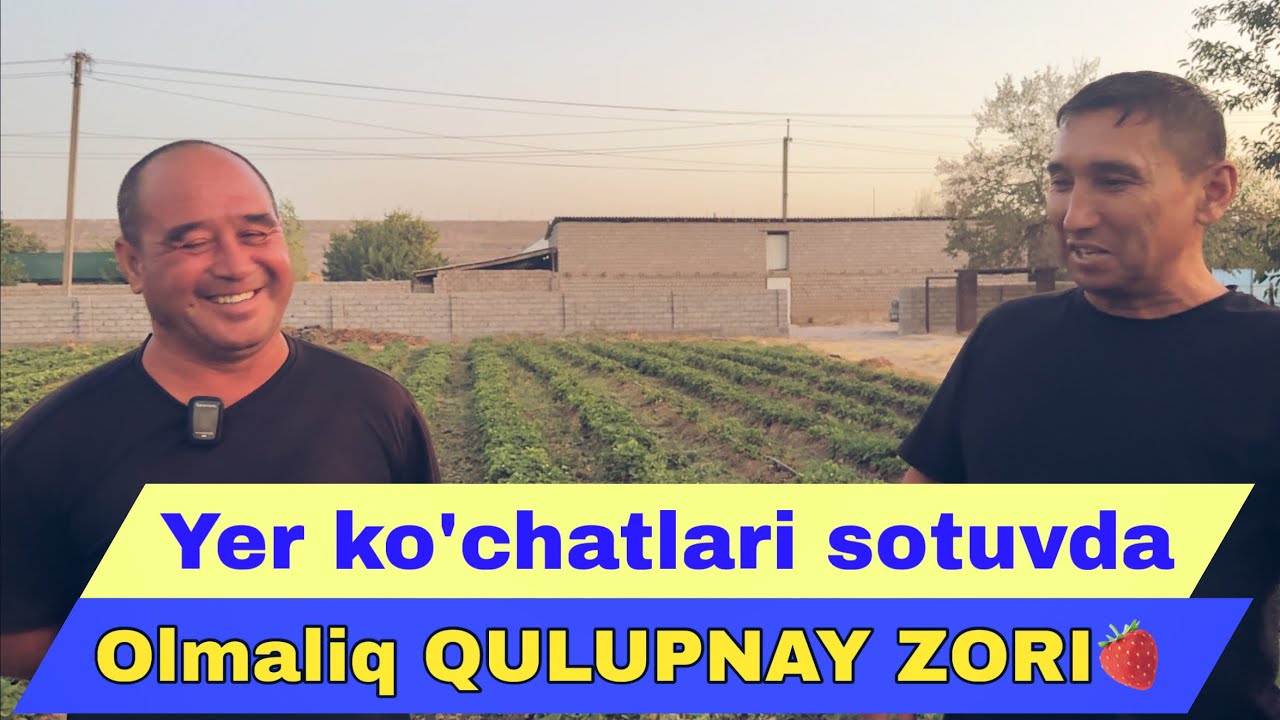 Zo‘r Hosil, Ko‘chatlar Bor Hosildorlik va ko‘chatlar haqida to‘liq ma’lumot