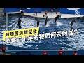 最後一場海豚秀？鯨豚展演轉型後的人與動物關係(公視我們的島 第1365集 2026-07-06)
