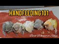 Handfeeding African Lovebirds chick.