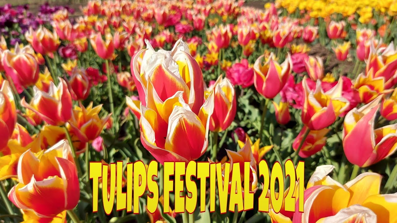 TULIPs Festival 2021 at HAMPTON COURT