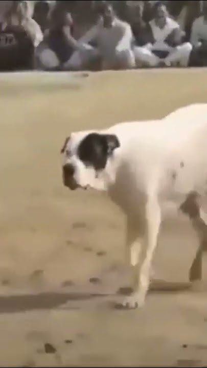 #bully kutta#real fight#pakistani bully#fight video#viral short video