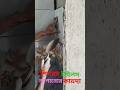 পিলারে টাইলস লাগানোর সহজ পদ্ধতি #shorts #youtubeshorts