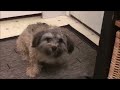 Montage of Life with our Teddy Bear Zuchon puppies through the lens of his family www tinyteddys com