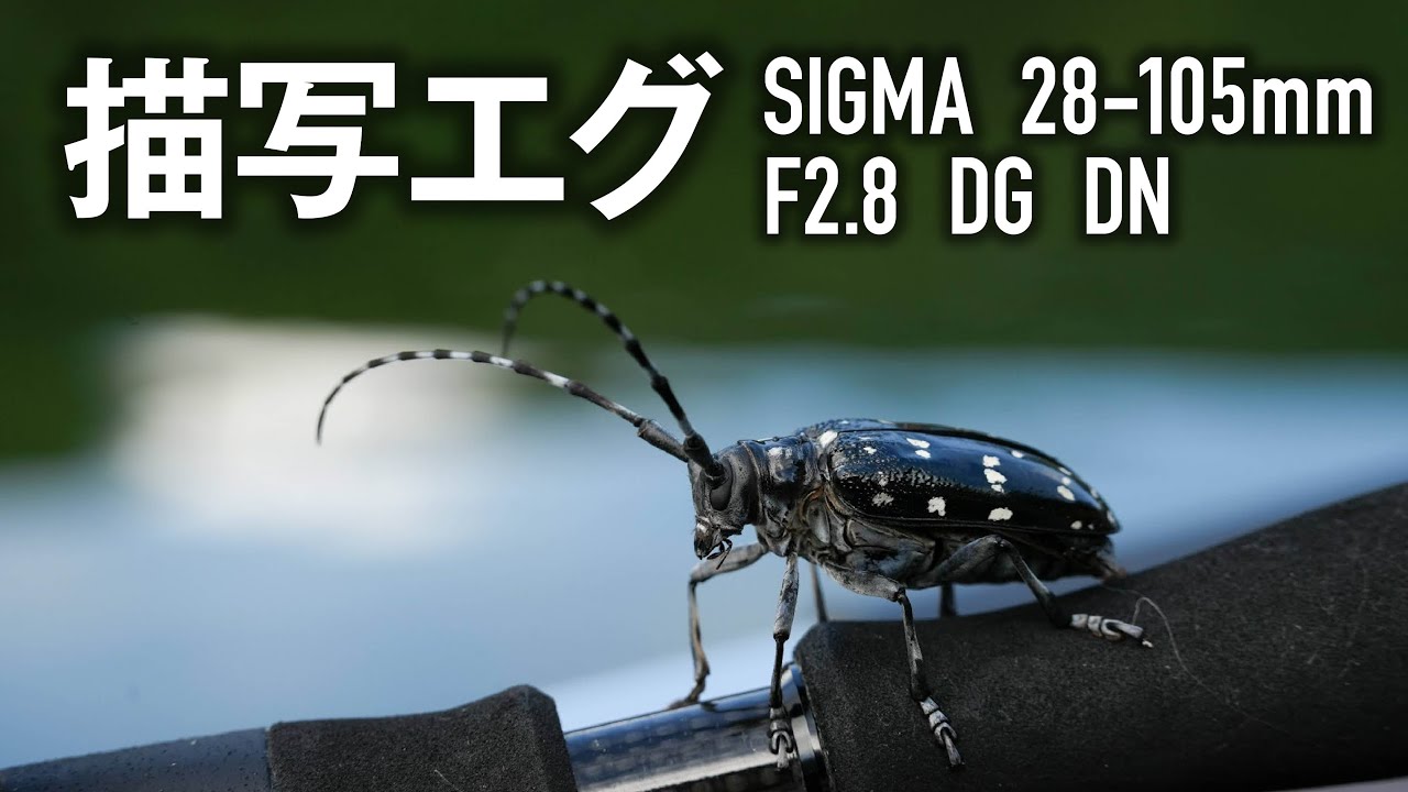 The SIGMA 28-105mm F2.8 DG DN Delivers Top-Tier Image Quality
