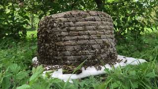 First Honey Bee Swarm Of 2023 Rehoming Process In A Skep