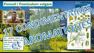 17 Plantes Condimentaires Et Aromatiques