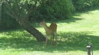 Deer in the Back Yard
Just another wild animal in the back yard, a deer this time.
Creative Commons license music: Desert City from incompetech.com
If you want to support the Carl Blemming Channel, click this link before your next Amazon.com purchase:
http://www.carlblemming.com/amazon
It gives me credit for the sale and does not cost you anything extra. Thank you! Deer in the Back Yard