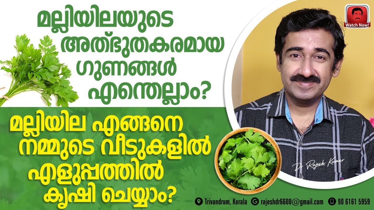 മല്ലിയിലയുടെ അത്ഭുതഗുണങ്ങൾ എന്തെല്ലാം ? മല്ലിയില എങ്ങനെ നമ്മുടെ വീടുകളിൽ എളുപ്പത്തിൽ വളർത്താം ?