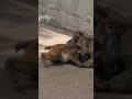 パンチくんは赤ちゃんだけど大人の喧嘩の仲裁もします　#がんばれパンチ #punchthemonkey