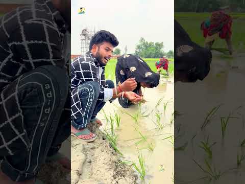#video देहाती कॉमेडी वीडियो || #Dehati Comedy Video #Rakesh Bhaskar 2026 New #comedy #desicomedy