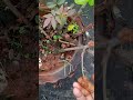 mu kan karuchi dekhantu? 🤔😃🌸 #odiashorts #shorts #flowers #gardenflowers #gardening #gardenplants