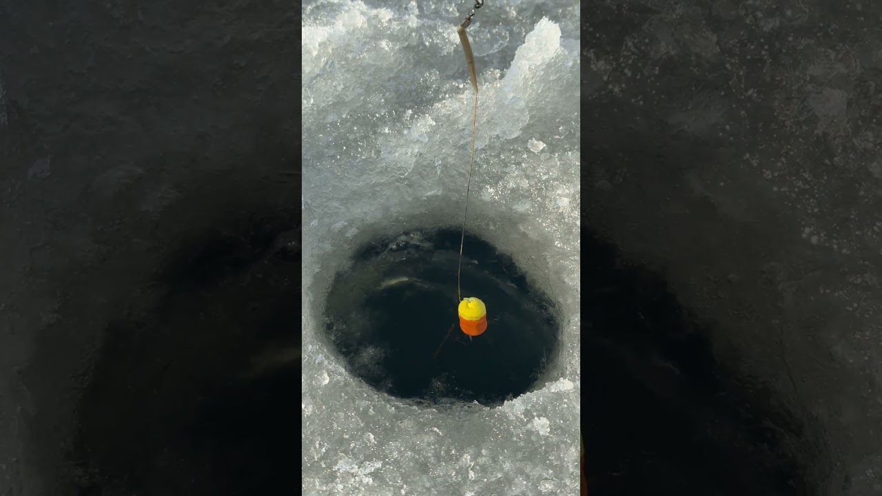 Eisangeln: Riesenkarpfen fangen 