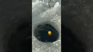 Eisangeln: Riesenkarpfen fangen #fishing #winter #carpfishin #carpfishing  #angeln #karpfen