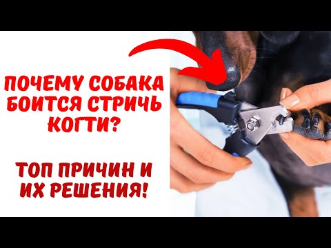 Видео: Как подстричь ногти птице и жить, чтобы рассказать сказку