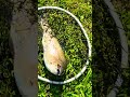 ##fish #fishing #fishingtips #fishingvideo #fishinglife #fishingtrip #fishingvideos #outdoors #trout