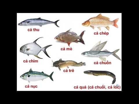 Lớp 2 - Luyện từ và câu - Bài: Từ ngữ về sông biển. Dấu phẩy