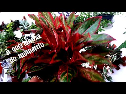 Vídeo: Crescimento de Plantas de Folhagem Vermelha – Aprenda sobre Plantas com Folhas Vermelhas