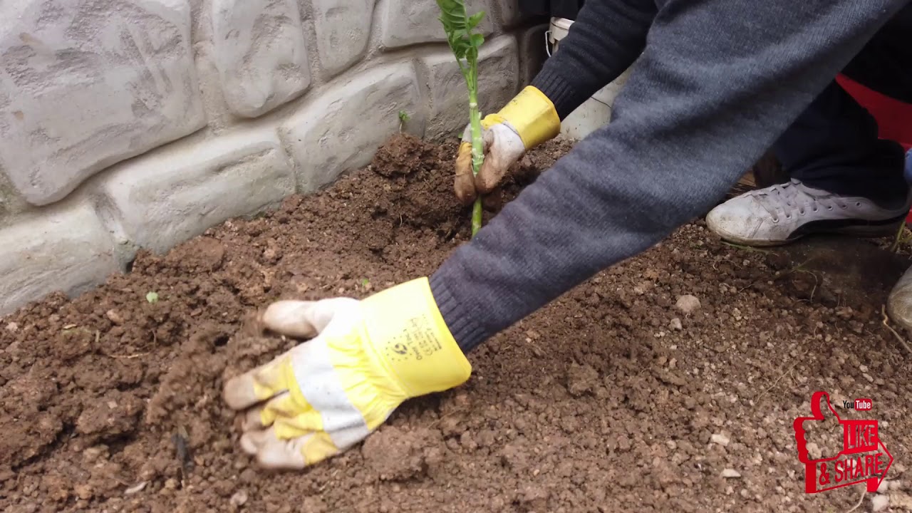 ΟΡΓΑΝΩΣΗ ΧΩΡΑΦΙΟΥ ΚΑΙ ΦΥΤΕΜΑ #2