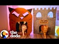 Dodo Producer Crafts Spooky Cardboard Houses For Her Cats | The Dodo