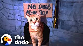 dodo producer crafts spooky cardboard houses her cats dodo