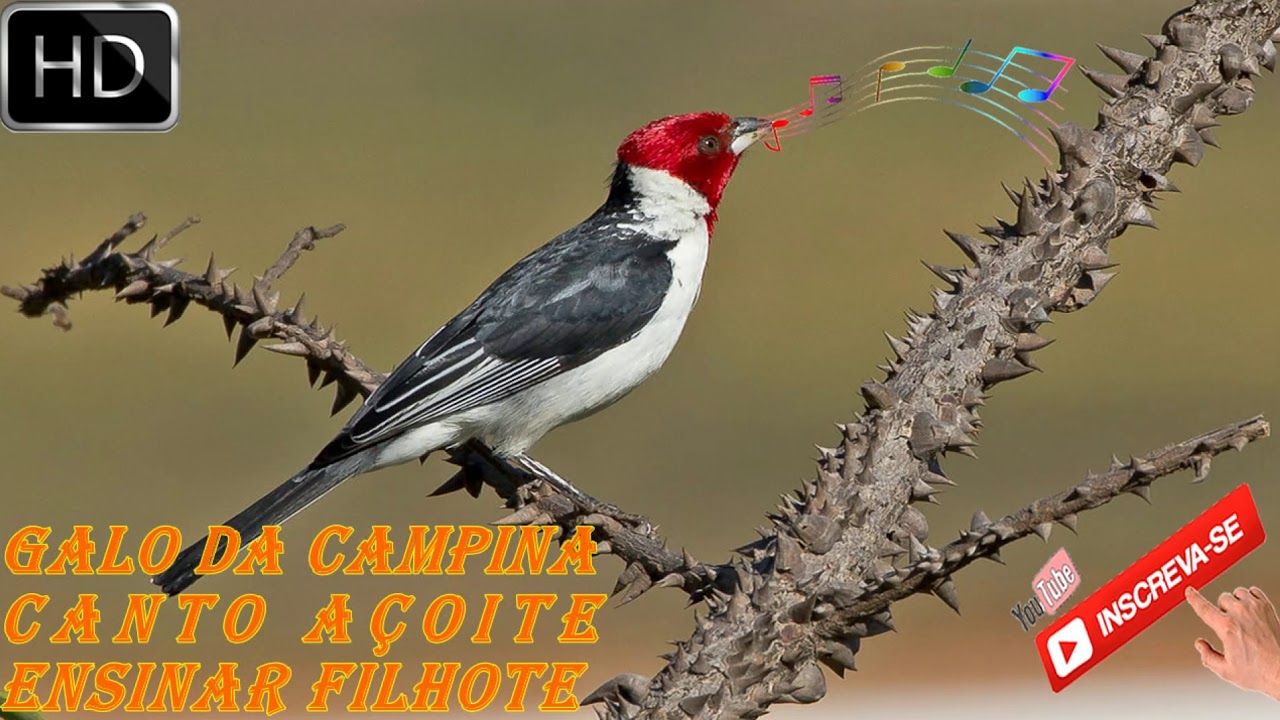 O Melhor Canto Galo de Campina Açoite do Nordeste para Ensinar Filhotes Machos