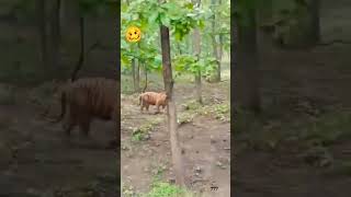 Sonbhadra Ke Jungle Mein