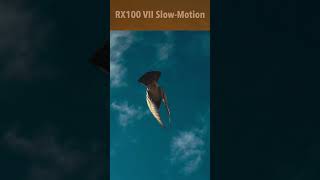 Pigeon in Slow-Motion (Sony Cyber-shot RX100 VII)
