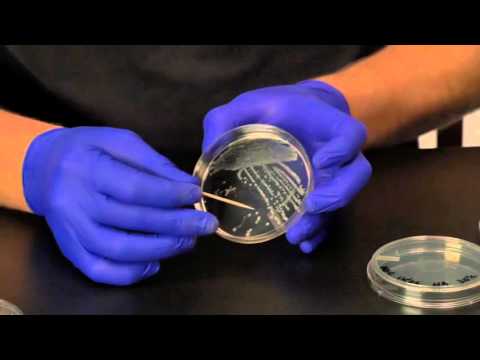 Instructional Video - Proof Plate Techniques