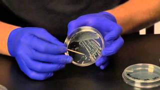 Instructional Video - Proof Plate Techniques