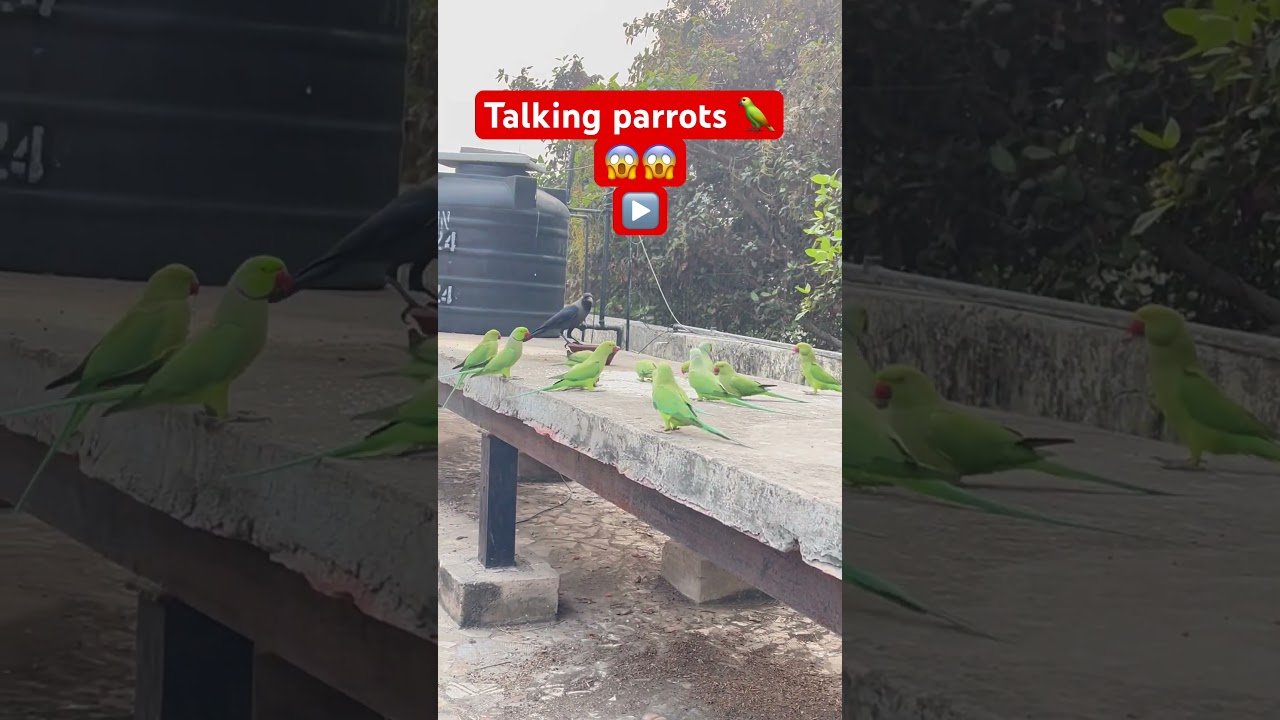 Birds natural breeding formula॥ 