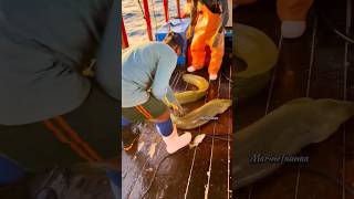 Expensive Eel Shouldn't Be Thrown Into The Water #shorts​ #ytshorts​ #eel #marinelife #fishing