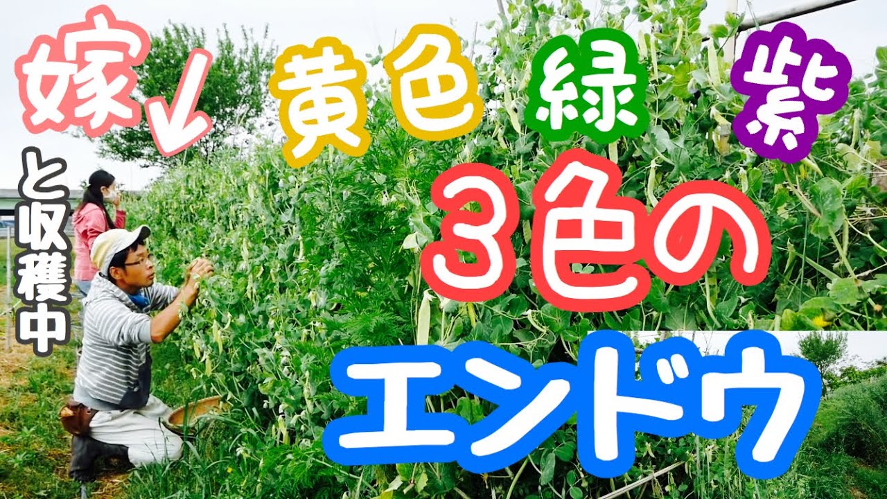 Kinu-soya shipment! Harvesting status and vegetable explanation