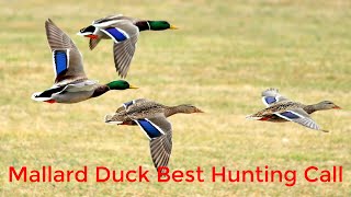 Mallard Duck Hunting Call Sound