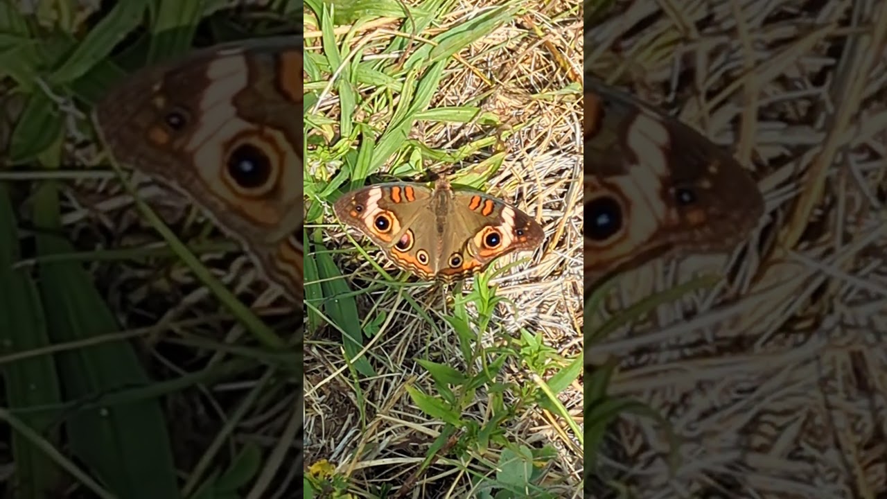 Common Buckeye Junonia coenia coenia Ross County Ohio