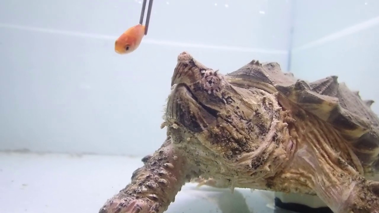 camera iphone 8 plus apk 2019/7/27 變異真鱷龜食朱文錦 hypo alligator snapping turtle