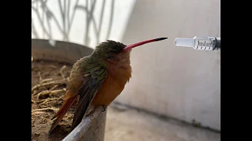 ¿Cómo se ayuda a un colibrí herido?