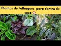 3 PLANTAS FOLHAGENS PARA DENTRO DE CASA DE FÁCIL CULTIVO 🌺