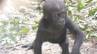 【京都市動物園】ゴリラの赤ちゃん、歩行訓練　Gorilla baby, walking training1