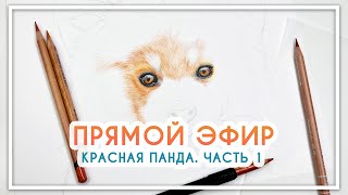 Красная панда цветными карандашами. Часть 1 [Derwent, Caran d’Ache, Faber Castell]