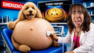 My Dogs Belly Won't Stop Growing! *He Ate My VIRAL SQUISHY DUMPLING!*