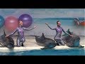 Шоу в дельфинарии Коктебеля. Отдых и развлечения в Крыму 2013/ веб одитинг по скайпу