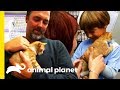 Are You Thinking Of Adopting A Kitten From A Shelter? | Cats 101