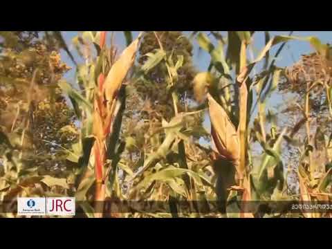 გურიფული სიმინდის მოსავალი